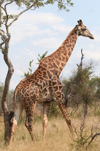 Giraffe standing on field against sky