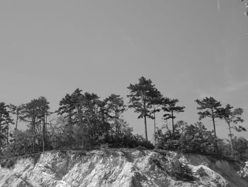 Trees on field against clear sky