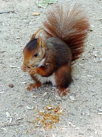 View of squirrel on tree trunk