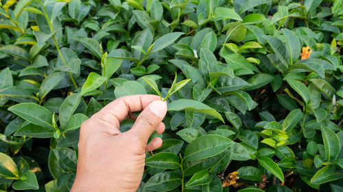 Cropped image of hand touching plant