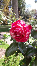 Close-up of red rose blooming outdoors