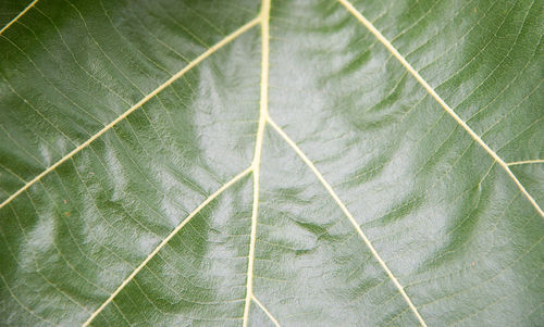 Full frame shot of leaf