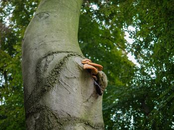 Low angle view of mushroom growing on tree trunk in forest