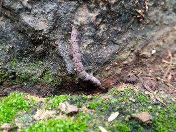 High angle view of insect on ground