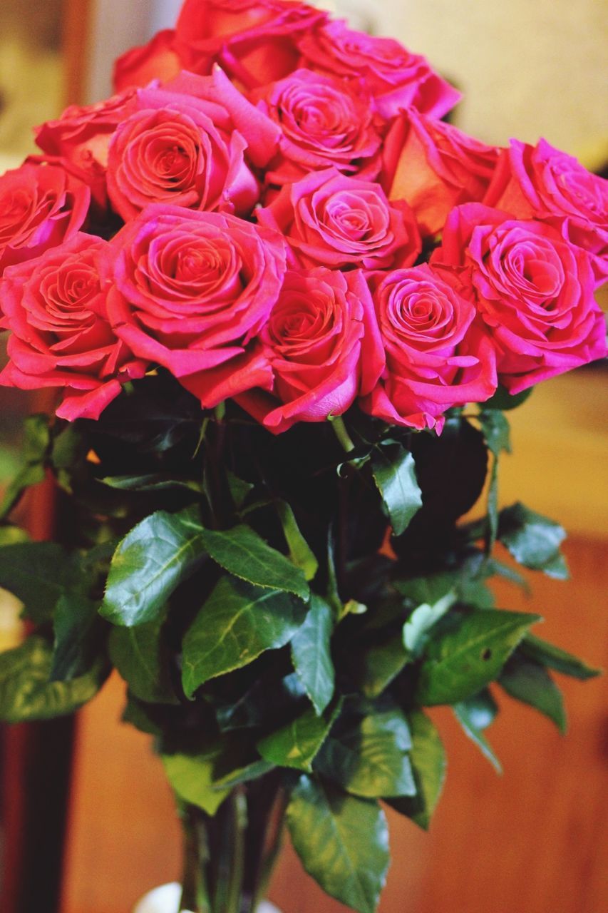 flower, freshness, petal, rose - flower, fragility, flower head, beauty in nature, growth, plant, leaf, close-up, nature, focus on foreground, indoors, rose, blooming, red, pink color, bunch of flowers, no people