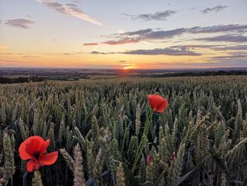 Close-up of red poppies on field against sky during sunset