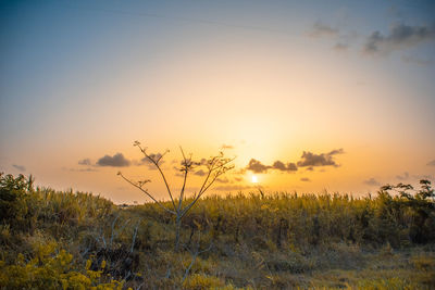 Scenic view of field against sky during sunset