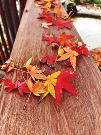 Close-up of autumn leaves on tree