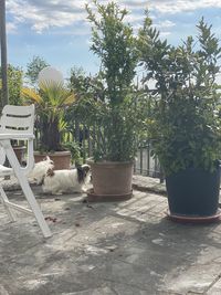 View of cat by potted plants