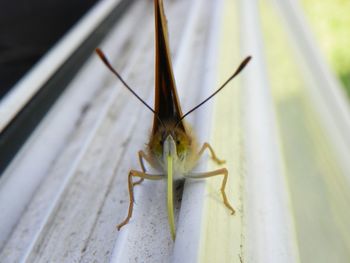 Close-up of insect