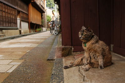 Cat living in kanazawa, japan