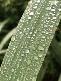 Close-up of wet leaf