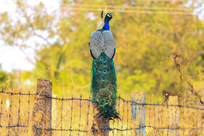 Close-up of bird against blue sky