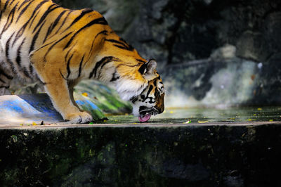 View of a tiger drinking water from a zoo
