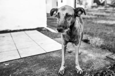 Portrait of dog standing outdoors