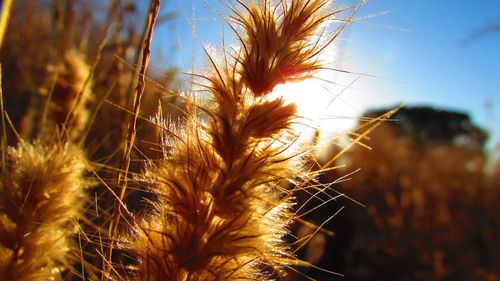 Close-up of plants growing on field