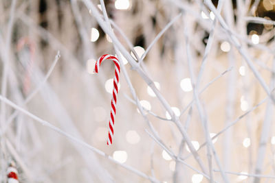 Close-up of candy cane on christmas tree