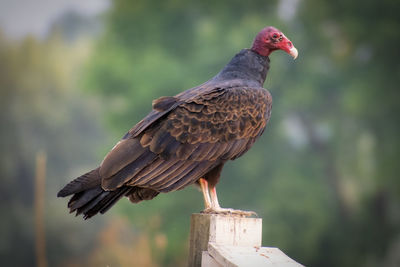 Close-up of eagle perching on wooden post