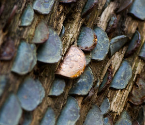 Close up of leaves