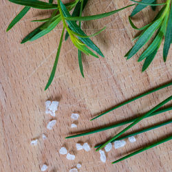 Tarragon and chives. herbs