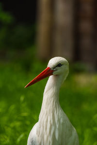 Close-up of a bird