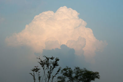 Low angle view of trees against cloudy sky