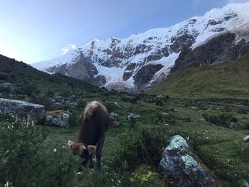 Low section of person on horse by mountain against sky