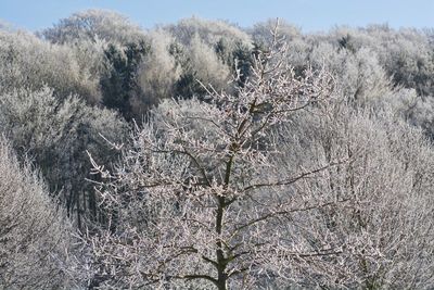 Bare trees on snow covered land