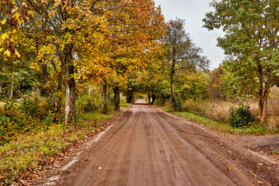 Road amidst trees during autumn