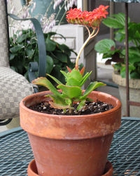 Close-up of plant in backyard