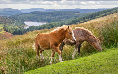 Horse grazing on field