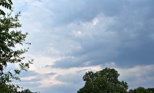 Low angle view of trees against sky