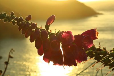 Close-up of fruits on plant against sky during sunset