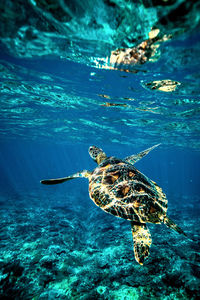 Turtle swimming in sea