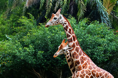 Giraffe in zoo