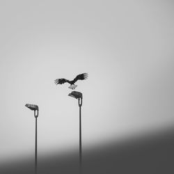 Low angle view of bird perching on street light against sky
