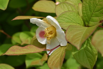 Close-up of white flowering plant