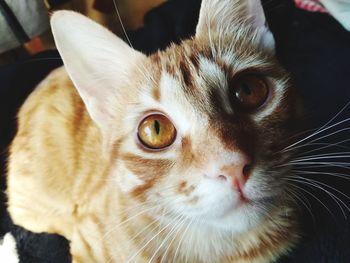 Close-up portrait of a cat