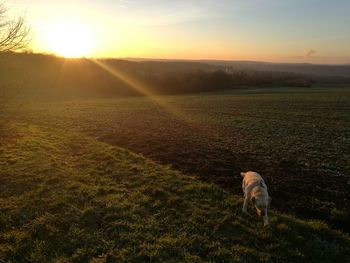 Scenic view of field against sky during sunset