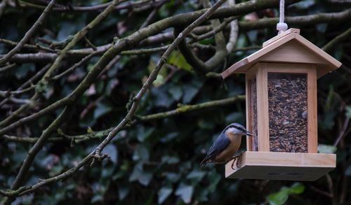 Bird perching on branch against blurred background