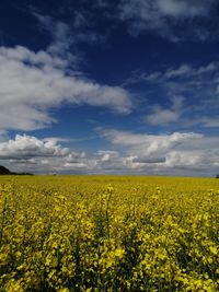 Oilseed rape field