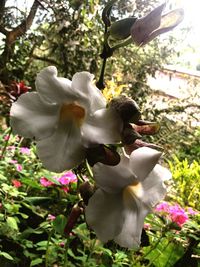 Close-up of fresh flower tree in spring