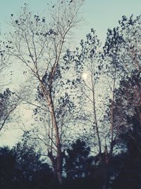 Low angle view of silhouette trees against sky in forest