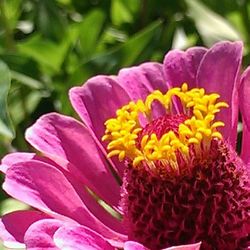 Close-up of pink flower