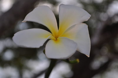 Close-up of frangipani blooming outdoors