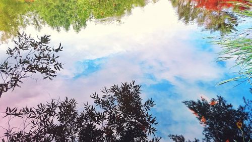 Low angle view of trees against sky