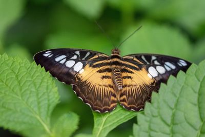 Close-up of butterfly pollinating flower