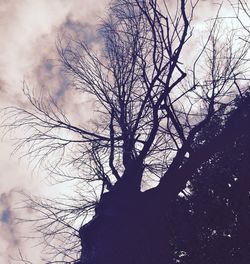 Low angle view of bare trees against sky