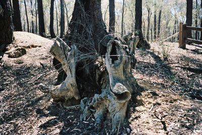 Close-up of tree trunk in forest