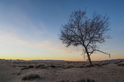 Bare tree on desert against sky during sunset